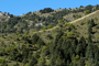 La Sierra de las Nieves cuenta con el pinsapar más importante del mundo